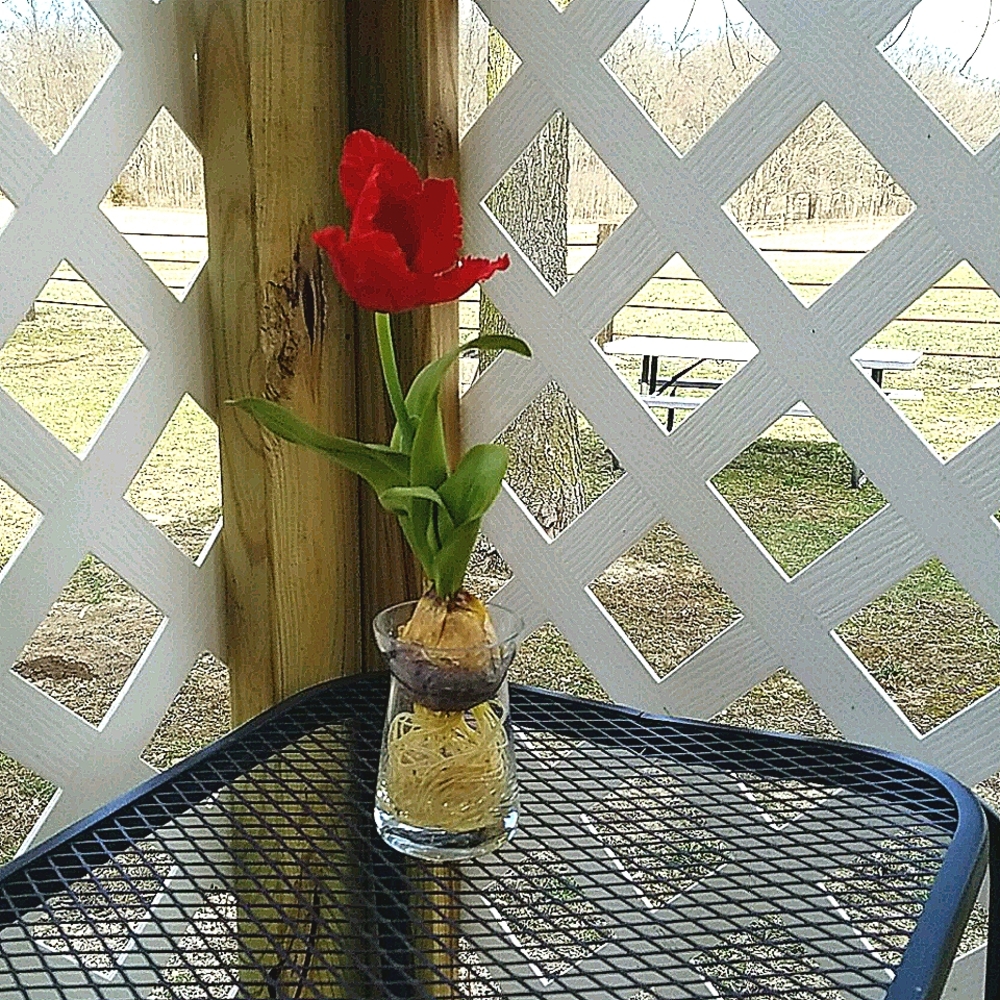 Spring Flower & Vase - Picture 2 of 4